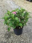  HYDRANGEA ENDLESS SUMMER TWIST-N-SHOUT (R) CLT. 10 Hortenzia