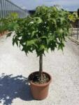  LIQUIDAMBAR STYRACIFLUA GUM BALL LV 9 MINI STANDARD Ámbrafa