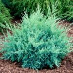 Ezüstös terülõ boróka Juniperus Med. Pfitz. Glauca CLT10