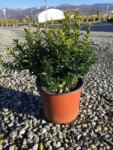  Kislevelű törpe kecskerágó Euonymus Pulchellus CLT3