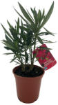  Nerium oleander piros cserepes leander 14-es cserépben