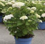  HYDRANGEA ENDLESS SUMMER (R)THE BRIDE CLT. 10 Hortenzia