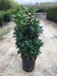  Babérmeggy változat Prunus Laurocerasus Etna CLT30 100/125 cm