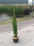  CUPRESSUS SEMPERVIRENS TOTEM CLT. 10 80/100 Oszlopos örökzöld ciprus