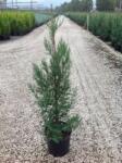  Kúpos leyland ciprus Cupressocyparis Leylandii 'Pyramidalis' CLT5 80/100 cm