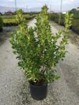  EUONYMUS JAP. AUREOPICTUS (AUREUS) CLT. 5 Japán kecskerágó
