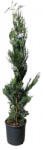  Cupressocyparis Leylandii ciprus CLT5-ös cserépben 100/125 cm