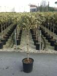  ILEX AQUIF. VARIEGATUM (ARG. MARGINATA) CLT. 18 HALF STANDARD Tarkalevelű magyal