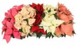  Poinsettia mikulásvirág 10 cm-es cserépben, kb. 25 cm magas