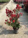  LAGERSTROEMIA DYNAMITE (R) CLT. 10 Selyemmirtusz