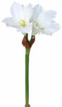 4-Home Amaryllis artificial, alb, 52 cm