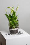 ImodFlowers Terariu cu Spathiphyllum si iedera