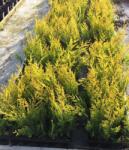 Gabrillo Garden Kft Sárga oszlopos Gold Rider 40/60-83 db csomag