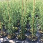 Gabrillo Garden Kft Leylandi oszlopos Blue Jeans nagy cserepes 60/80 cm 21 db/csomag