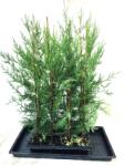 Gabrillo Garden Kft Oszlopos Leylandi ciprus 30/40 cm-12 db/csomag
