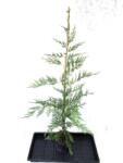 Gabrillo Garden Kft Leylandi ciprus nagy cserepes 100/120 cm 28 db/csomag