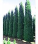 Gabrillo Garden Kft Leyland oszlopos Blue Jeans nagy cserepes 80/100 cm 12 db/csomag