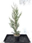 Gabrillo Garden Kft Oszlopos Leylandi nagy cserepes 80/100 cm 6 db/csomag,