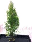 Gabrillo Garden Kft Smaragd thuja 40/50 cm 83 db/csomag