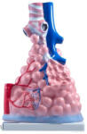 Ecotone Tüdő belső felépítése modell (EC-MAC16-2)