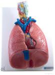 Ecotone Tüdő, szív és garat modell, 6 részes (EC-MAC15-1)
