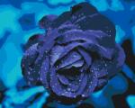 Festés számok szerint - Kék rózsa Méret: 40x50cm, Keretezés: Keret nélkül (csak a vászon)