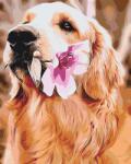  Festés számok szerint - Labrador virággal Méret: 40x50cm, Keretezés: Keret nélkül (csak a vászon)