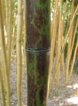  Óriás Kínai Leopárdfoltos bambusz - Phyllostachys nigra boryana (boryana)