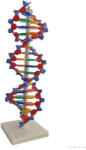 Ecotone DNS modell, 18 bázispár (EC-MAZ12-2)