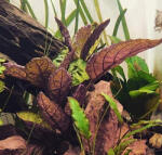 INVITAL Hemigraphis colorata (Cserép Ø 5, 5 cm)