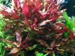 INVITAL Alternanthera cardinalis / splendens (Cserép Ø 5, 5 cm)