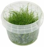INVITAL Eleocharis sp. Mini (IN-VITRO pohár Ø 7 cm)