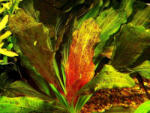 INVITAL Echinodorus 'Ozelot Red
