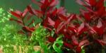 INVITAL Ludwigia repens Rubin (Cserép Ø 5, 5 cm)