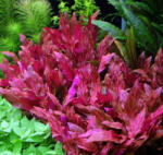 INVITAL Alternanthera reineckii Pink (Cserép Ø 5, 5 cm)