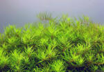 INVITAL Limnophila sp. Vietnam mini (IN-VITRO pohár Ø 7 cm)