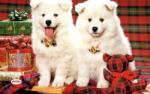 Rinaldo Tál Alátét Karácsonyi Kutyáknak Csúszásgátló - pawcity