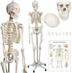 Jago Emberi csontváz makett 181, 5 cm (ANTMDL01/C)