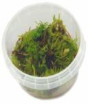 INVITAL Vesicularia dubyana mini Christmas (IN-VITRO Ø 7 cm)