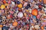 Piatnik - Puzzle Seashell - 1 000 piese