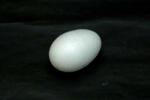 ACH - Medvés Stirol tojás - több méretben (Mk902030)