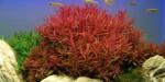 INVITAL Ammania gracilis red