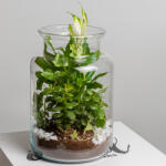 ImodFlowers Terariu de sticla cu plante verzi