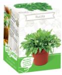 Yurta Kit Plante Aromatice Rucola (HCTA01835)