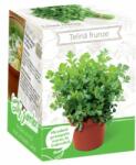 Yurta Kit Plante Aromatice Telina frunze (HCTA01836)
