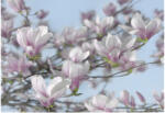 Ideal Lux Fototapet magnolii roz delicate (8-738)