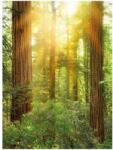 AG Design Fototapet padure de Sequoia Vlies (XXL2-044)