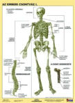 Stiefel Tanulói munkalap, A4, STIEFEL "Az emberi csontváz (VTM20) - yourhobby