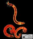  Fagyasztott Vörös Szúnyoglárva 500g