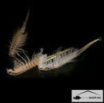  Fagyasztott Artemia 500g